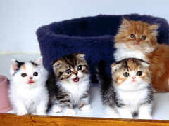 My cats - From left cici,mimi, judy and timah