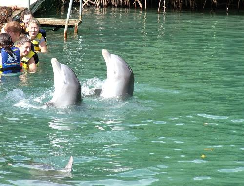 Dolphins - Dophins in Tortola in the Caribbean