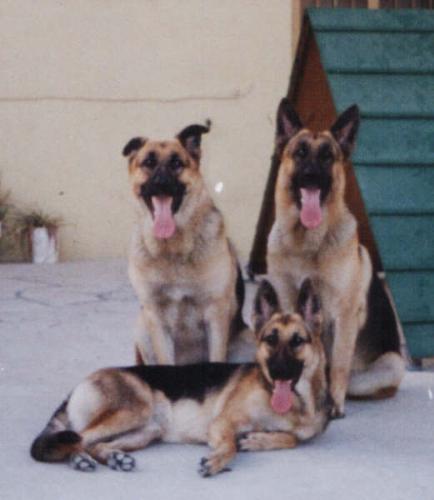 Dogs - These are my 3 German Sheperds