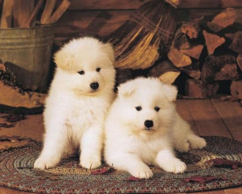 Cool doggies - I like them do you?
