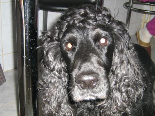 my dog, Dodo - This is my dog, Dodo. God friend and a good clown:)