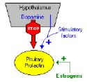 Prolactin and how it works - Prolactin and how it works, where it comes from