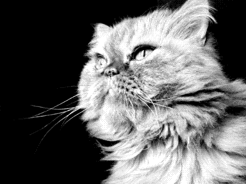 My Cat - Cat Made by Me db*one Copyright