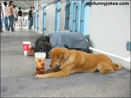honest pet - this is what a dog have for his friend