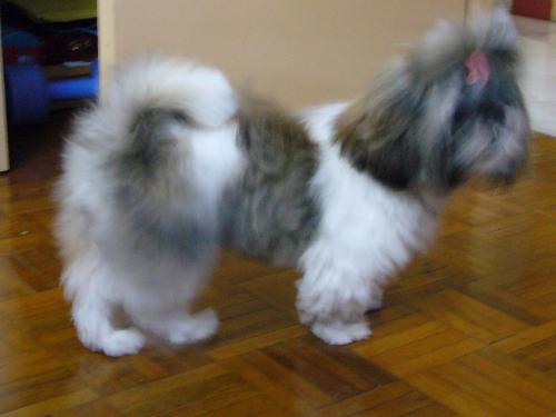 Newly Groomed - A 50 bucks does the trick! Just like a hairdo for us human! =P