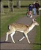 Richmond Park - Richmond Park is close to my house and is home to lots of deer.