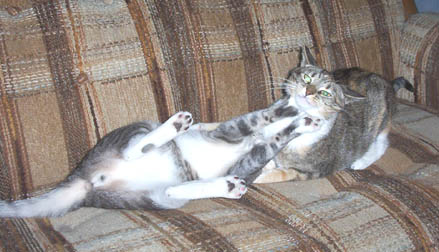 Cats - image of a pair of cats on a couch obviously being playful
