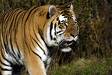 tigers - tiger of royal bengal......they r the world`s most cutest cats ull find...