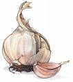 Garlic, garlic and more garlic! - Garlic, garlic and more garlic..Something which I don't cook wihtout!