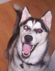 Masha smiling - A picture of my dog's infectious smile