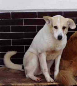 Picture of a poor sick dog , he looks so miserable - Picture of a poor sick dog :( he looks so miserable