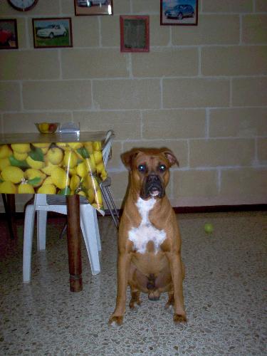 My Dog - This is Rocky. My boxer dog.