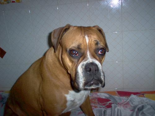 My dog - This is pina. My female boxer