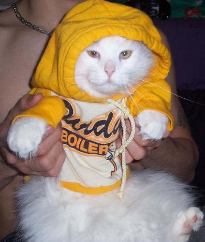 Kitty Goes Jogging - I wonder why she puts up with this!