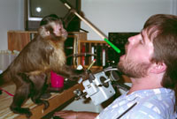 Helper Monkey at Work - This is an example of a Helper Monkey helping his disabled master.
