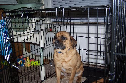 Loki - This is Loki.  He is a 3 year old Puggle.  He is full of energy and tends to be into everything.