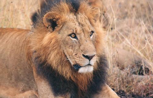 lions  - national park