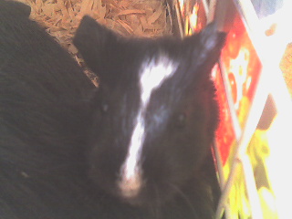 skunk - my baby guinea pig - born 10/24/06