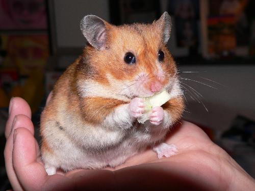 Optimus Prime, the hammy - Isn't he cute?!!