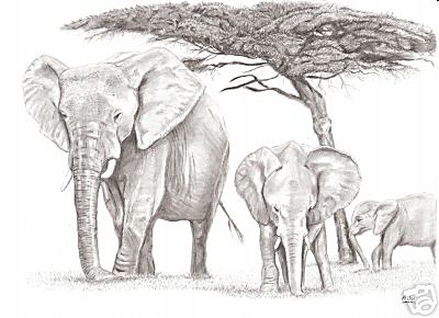 Drawing of an Elephant - Drawing of an Elephant Done with pencils