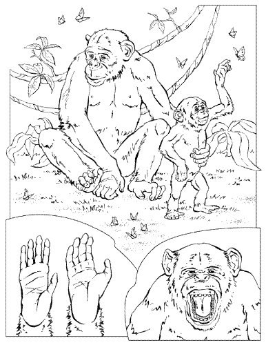 Drawing of Chimps - Drawing of Chimps which you can colour