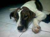 bourgy - is the my other dog bourgy my mom gave it to me when my first dog died he is 6 mnths here i will try to post his latest pic soon where he is bigger because he was circumsize