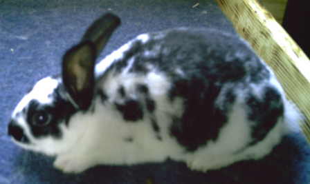 Broken mini Rex - Black & White Broken Mini Rex Doe