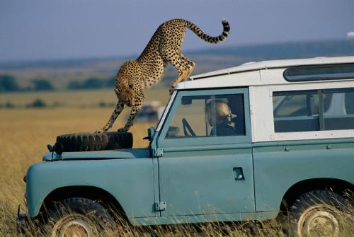 cheeta - playing with cheeta safely