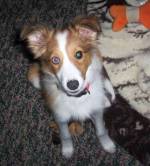 sheltie puppy - sheltie puppy at 3 months old