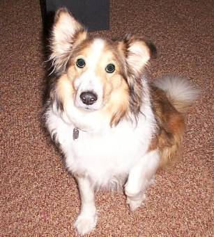 Sparky - shetland sheepdog/sheltie