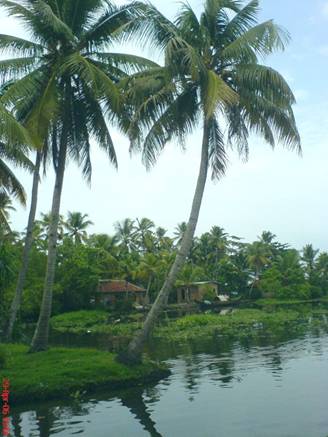 Coucunut trees......... - It si called as KALPAKA Vriksham in Kerala............And its true only.....Kalpaka Vriksham  means a think to which u ask anything it will give....  this stand good for these trees as each and every part of the tree and its products can be utilized in good manner and can be sold for good maoney also.its gaining high market in tourist areas and now i think if we have good estate of this we can live in good status.......as this treee will give u all....