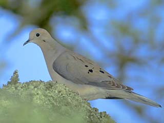 birds - birds are cute looking