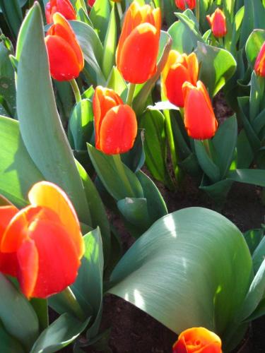 tulips - tulips in korea