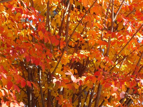 Fall Leaves - Orange Leaves