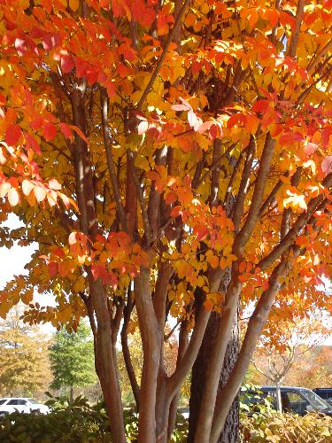 Fall Leaves - Bright orange leaves