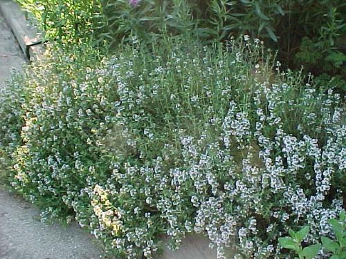 thyme - thyme is a herb, which can be used for various ilnesses and diseases and great for aromatherapy