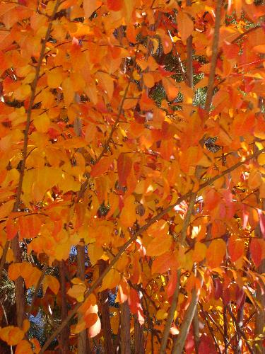Fall Leaves - Bright orange leaves