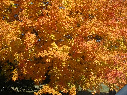 Fall Leaves - My favorite yellow tree!