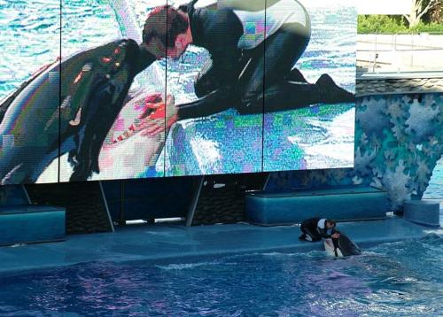 Killer Whale - Killer Whale - Orlando , Florida.