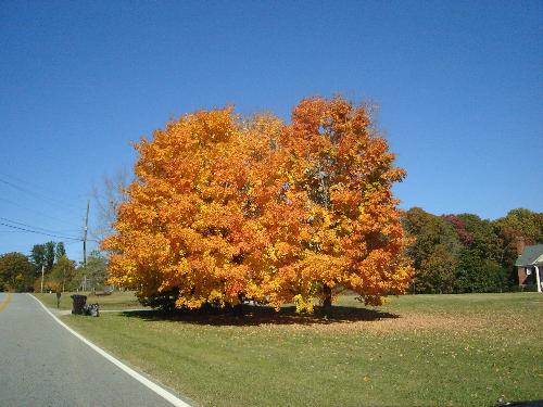 Fall Leaves - Beautiful, breathtaking tree