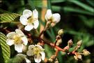 plants - flowering plants are really beautiful. they add color and life to your yard. i do believe that the plant&#039;s beauty can be enhanced by taking really good care of them. try watering them every morning. make sure that they have enough sunlight. talking to them also helps.