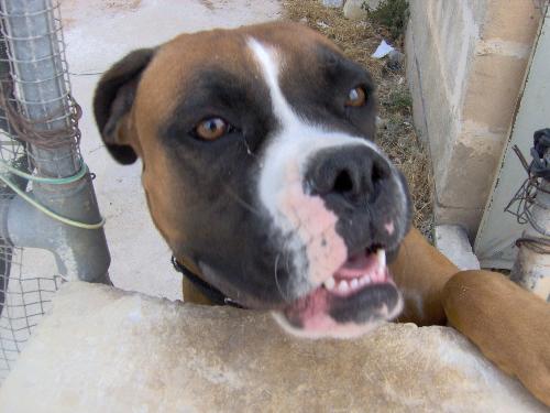 Phoebe - This is my bf's dog