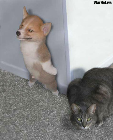 cat n dog - cat and dog spying
