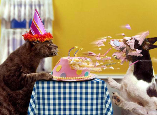 Cat&#039;s Bday!!!! - The dog tasted the cake!!!!