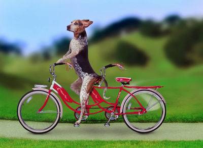 do ur pet  know cycling - i trained my pet like this