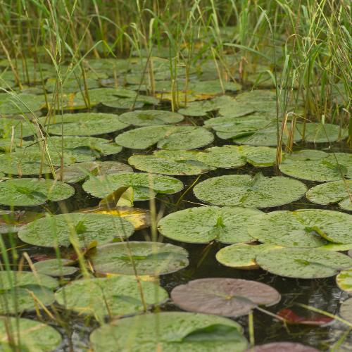 water lilly - swamp plants water lilly - swamp plants