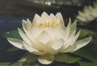 water lily - water lily image