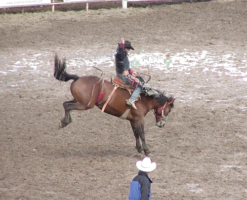 rodeo - There are huge rodeo events in the USA