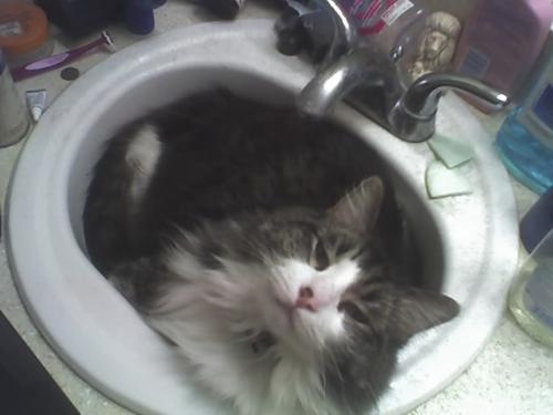 My cat Rebound - in the sink