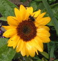 sunflower - sunflowers in the field growing